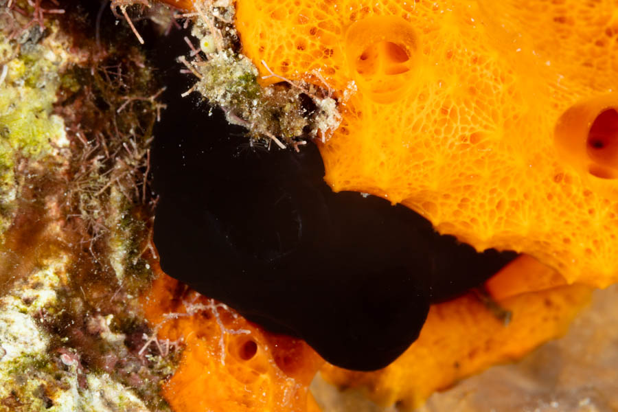 Black Tunicate