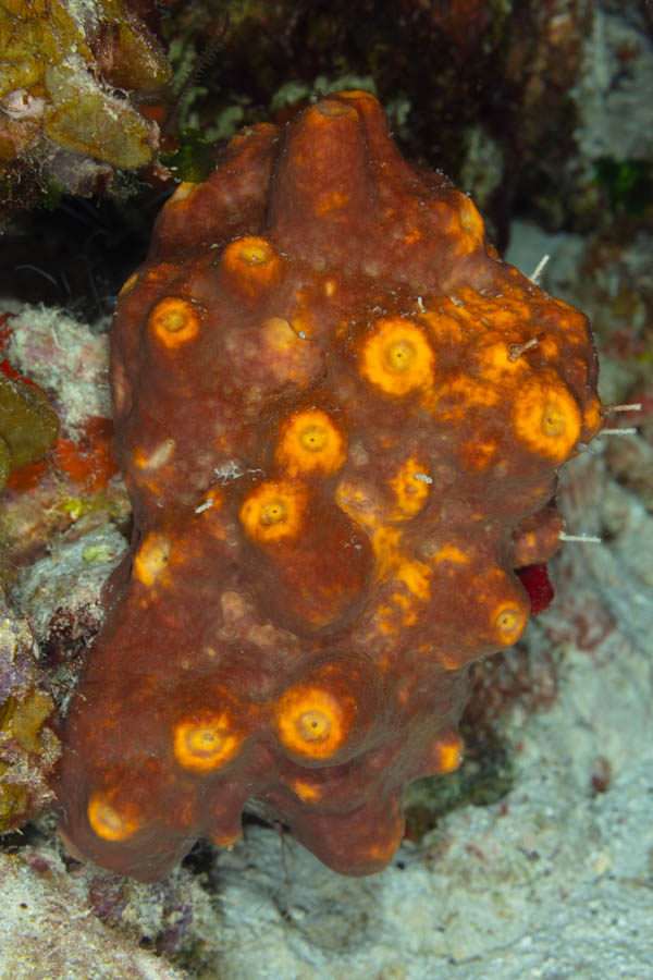 Brown Encrusting Octopus Sponge