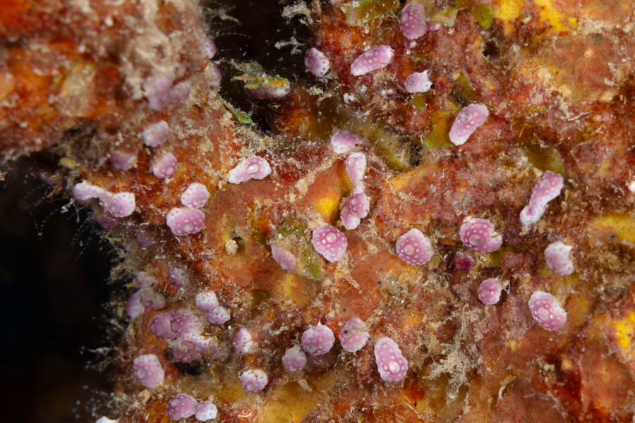 Tunicates Identification: Button Tunicates (Overgrowing Tunicates)