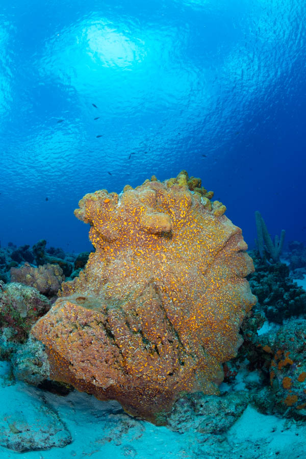 Circular Column Sponge