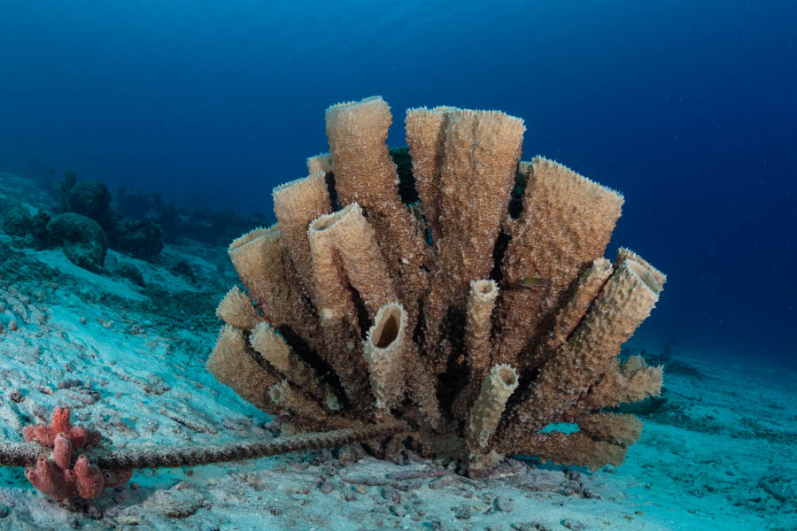 Sponges, Bryozoans, Tunicates