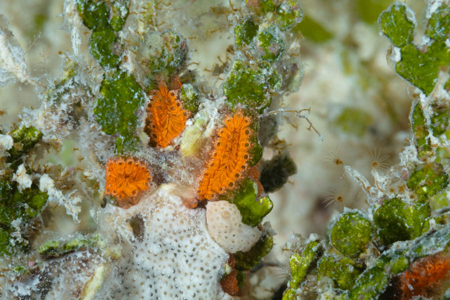 Tunicates Identification: Orange Tunicate