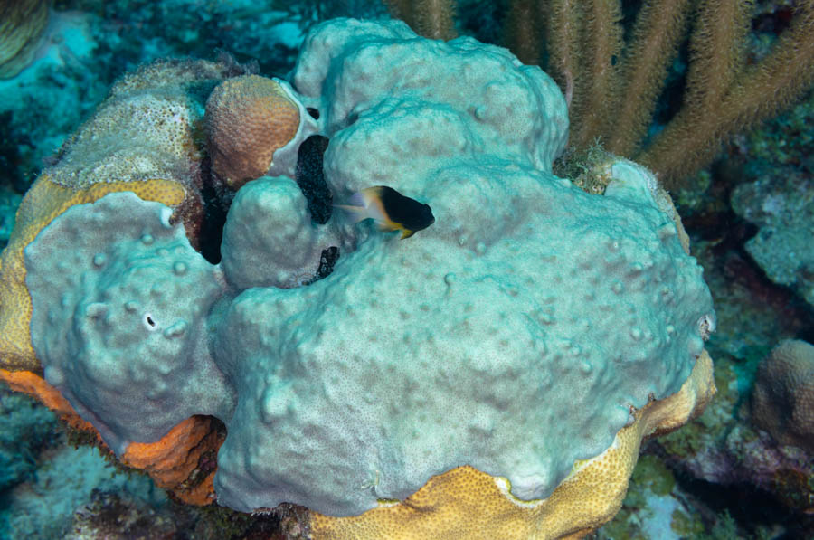 Overgrowing Mat Tunicate