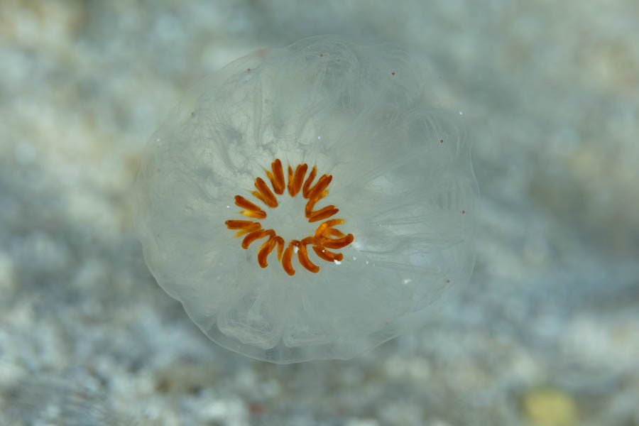 Tunicates Identification: Planktonic Tunicate