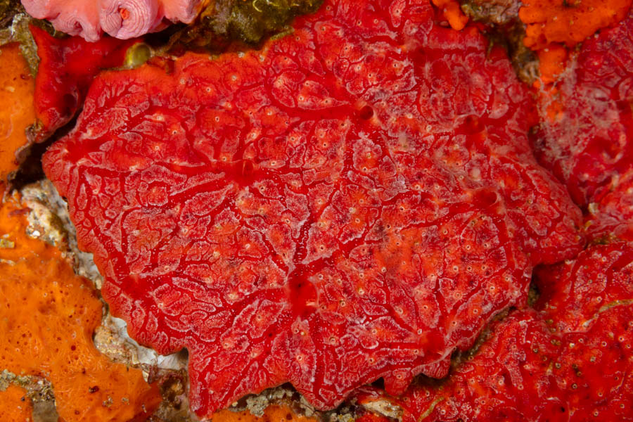 Red Encrusting Sponge