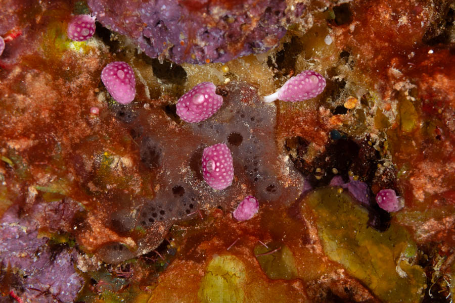Button Tunicates