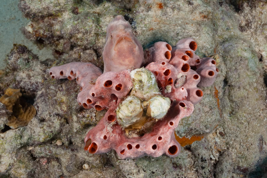 Lumpy Overgrowing Sponge