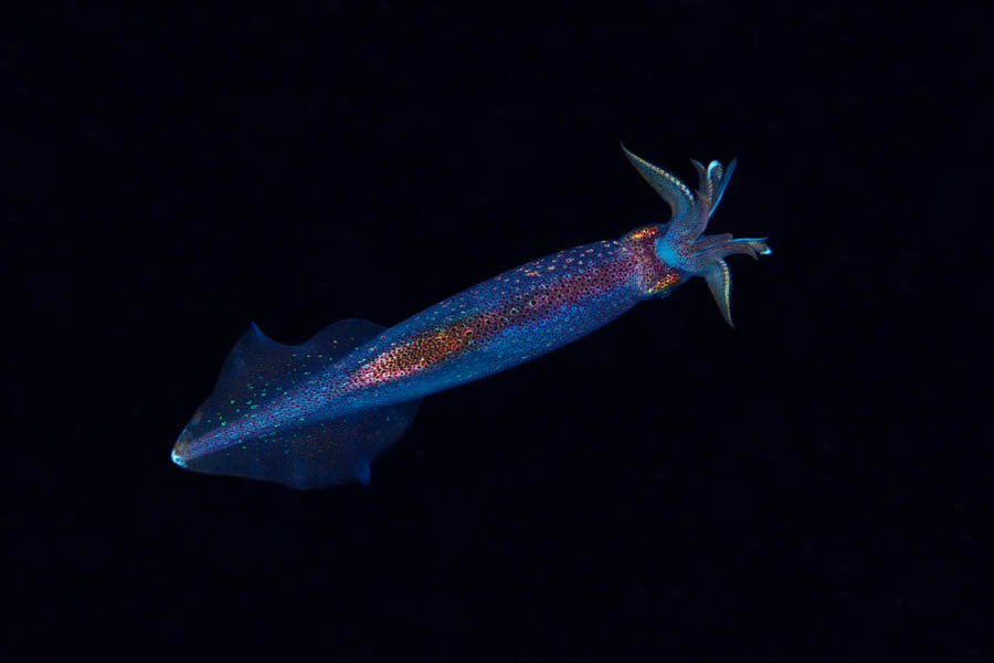 Arrow Squid