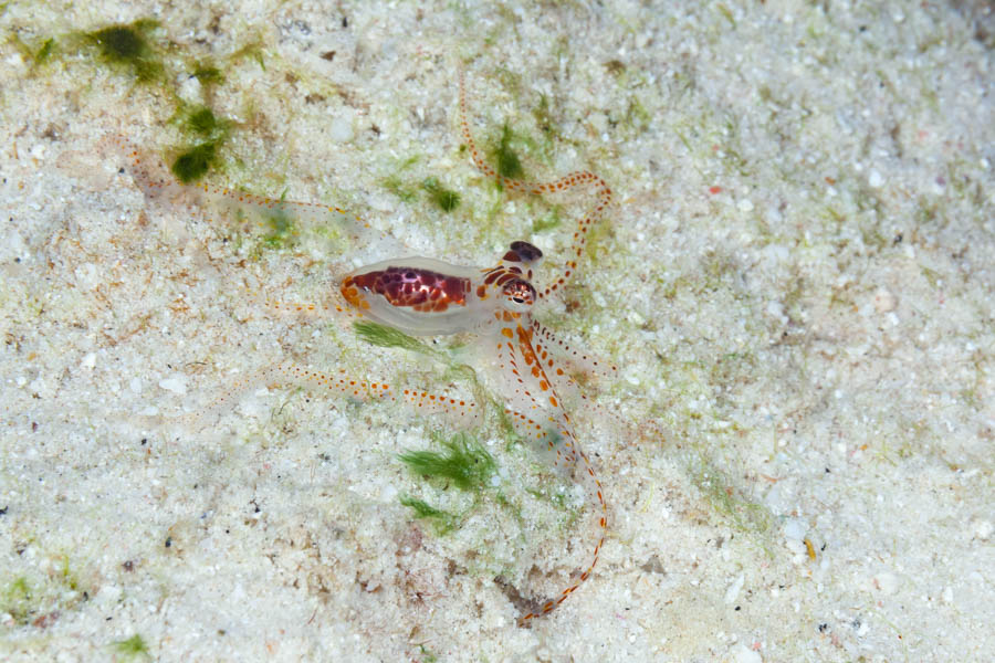 Octopuses Identification: Atlantic Longarm Octopus