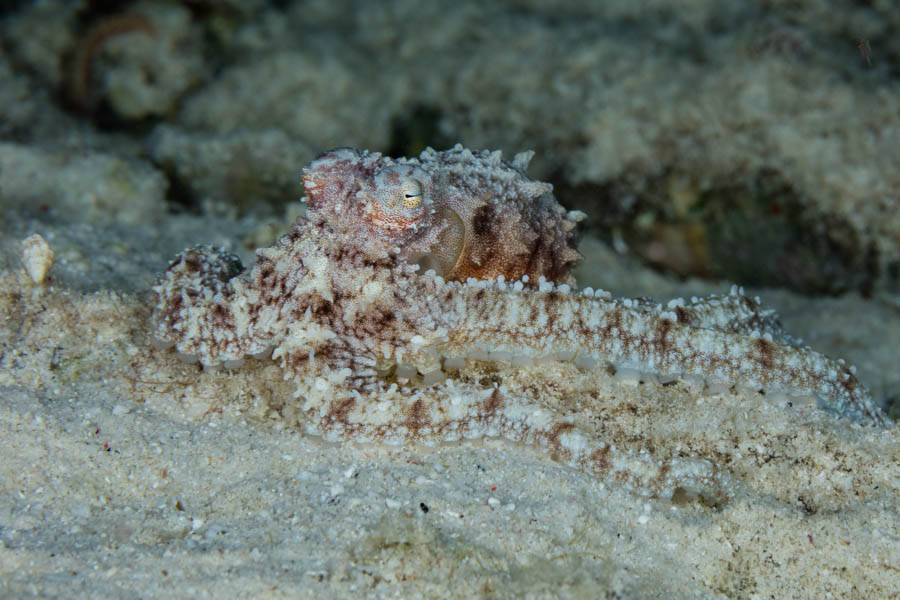 Octopuses Identification: Atlantic Longarm Octopus