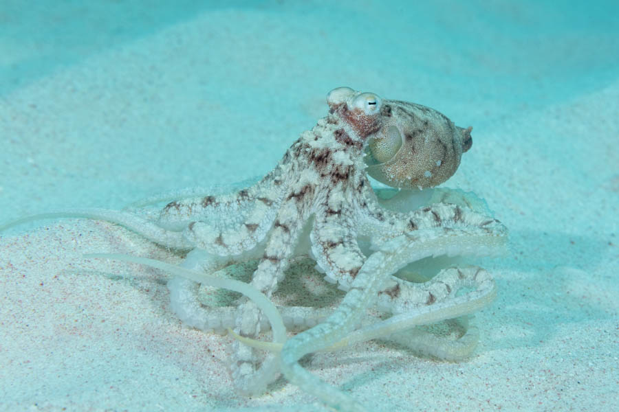 Squids & Octopuses