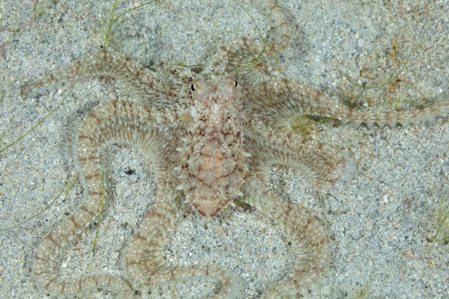 Atlantic Longarm Octopus Octopuses - Atlantic Longarm Octopus