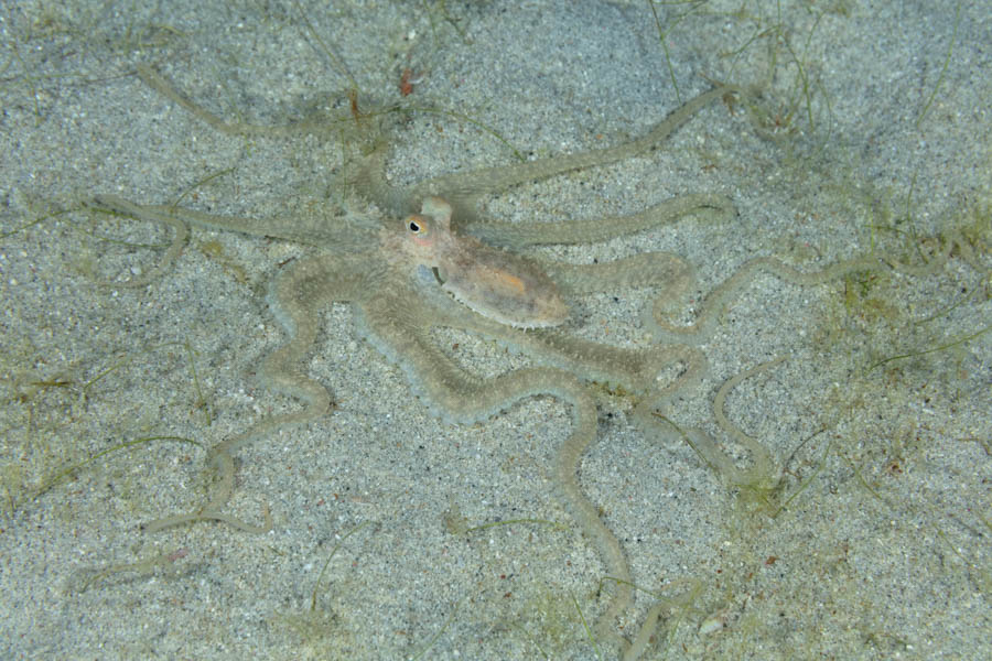 Atlantic Longarm Octopus Octopuses - Atlantic Longarm Octopus