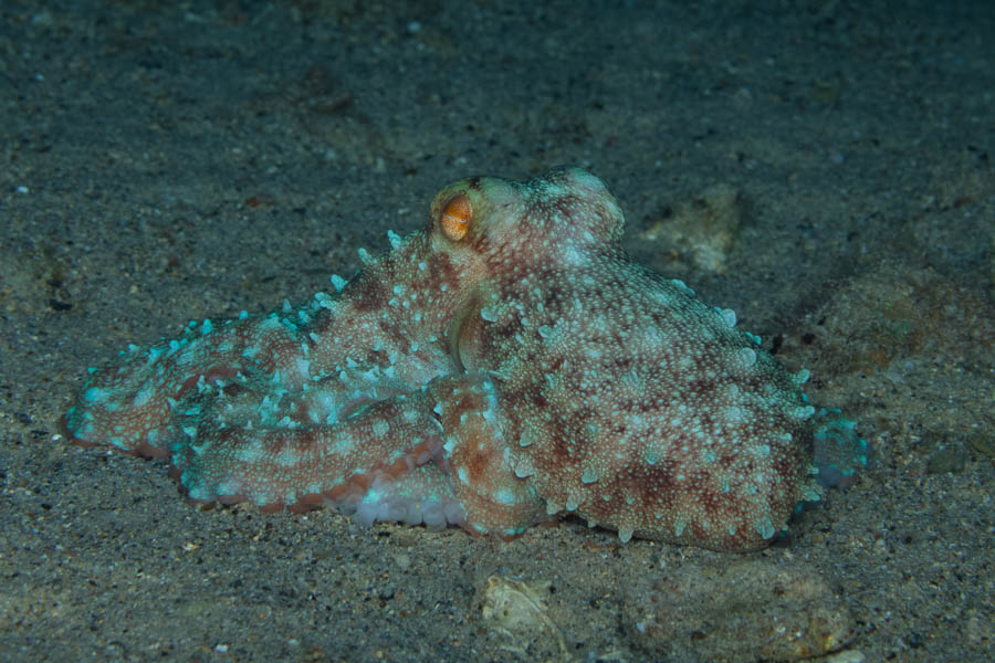Octopuses Identification: Atlantic White-Spotted Octopus