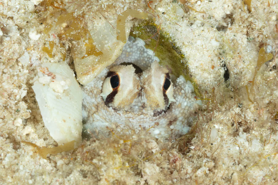 Brownstripe Octopus