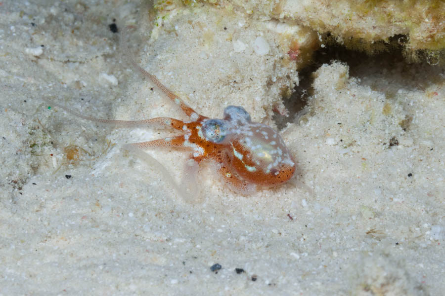 Octopuses Identification: Caribbean Dwarf Octopus