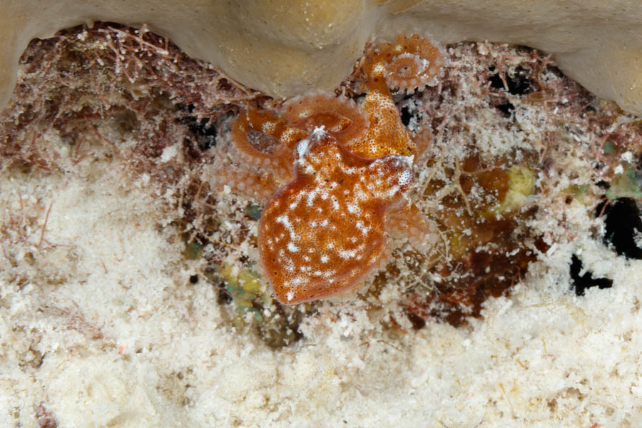 Octopuses Identification: Caribbean Dwarf Octopus