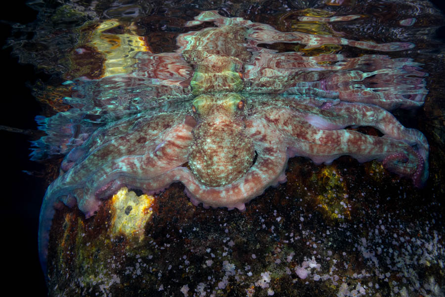 Octopuses Identification: Caribbean Reef Octopus