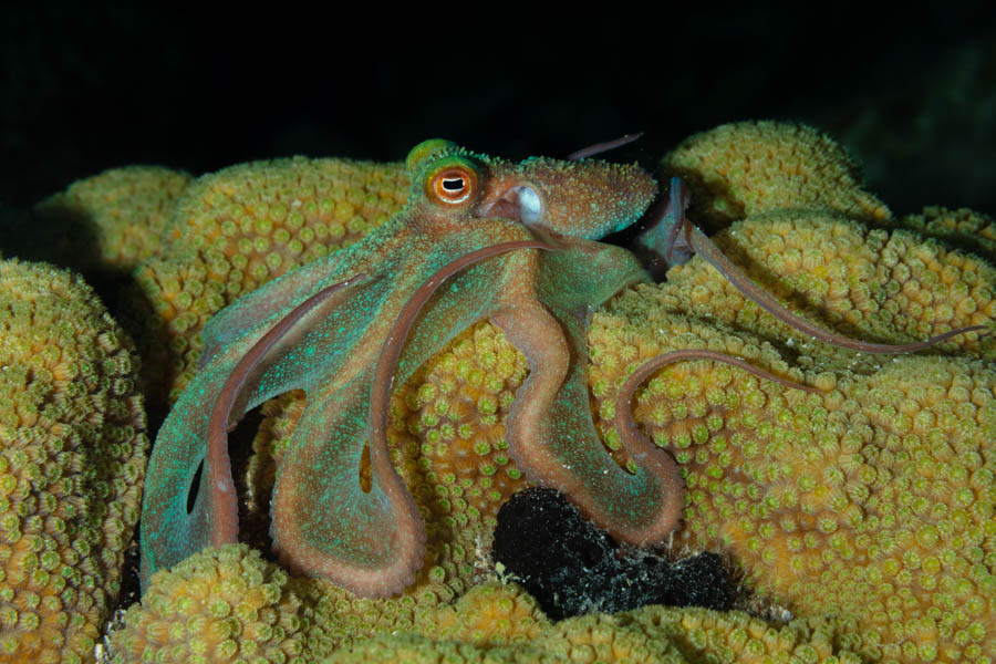 Octopuses Identification: Caribbean Reef Octopus