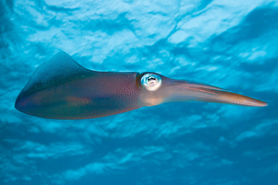 Squids Identification: Caribbean Reef Squid