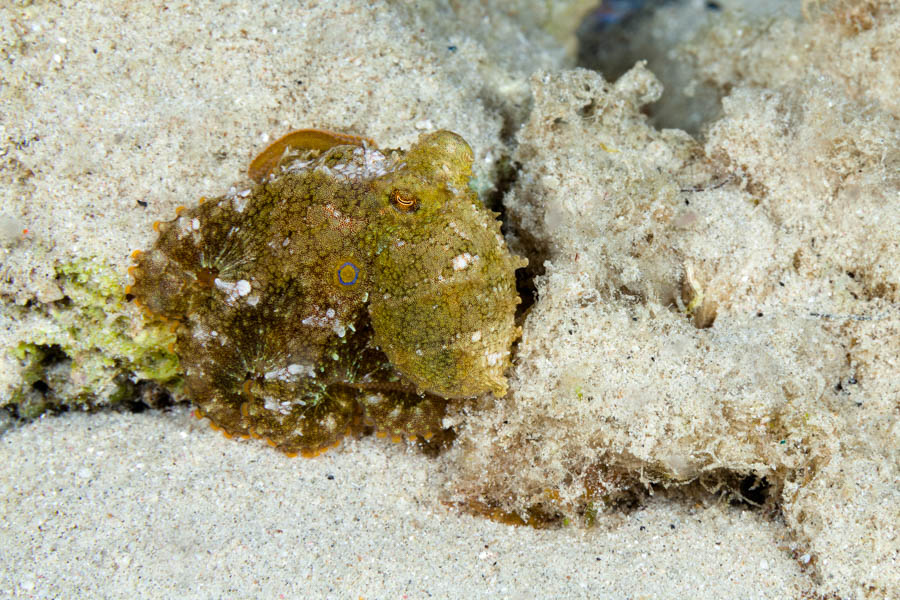 Octopuses Identification: Caribbean Two-Spot Octopus