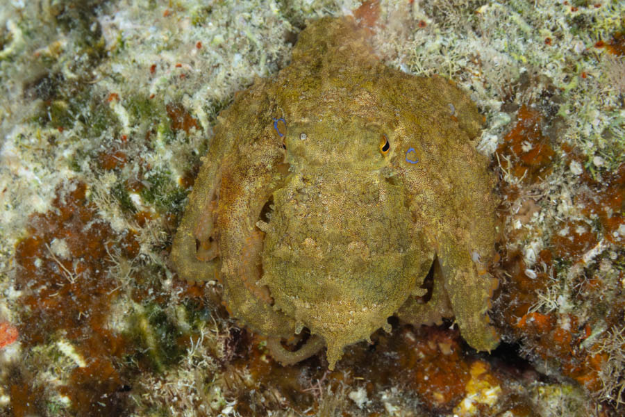 Caribbean Two-Spot Octopus