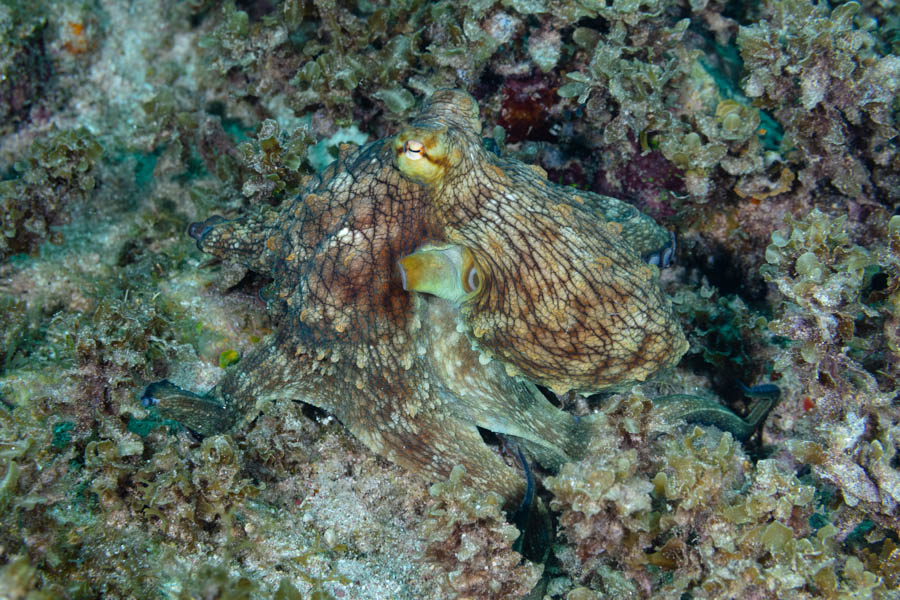 Octopuses Identification: Common Octopus