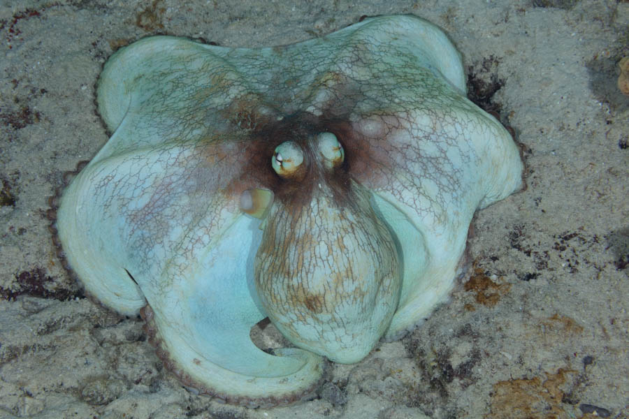 Octopuses Identification: Common Octopus