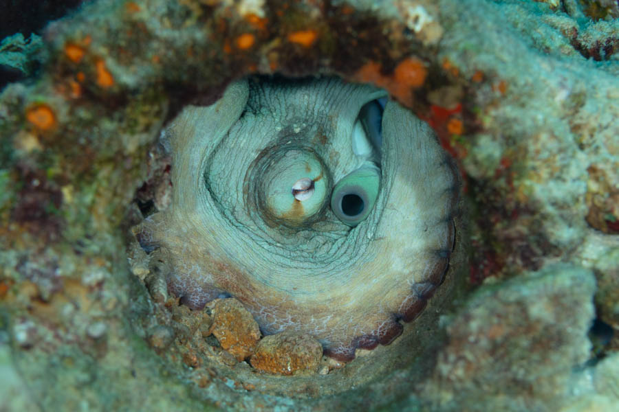 Species Group - Squids & Octopuses