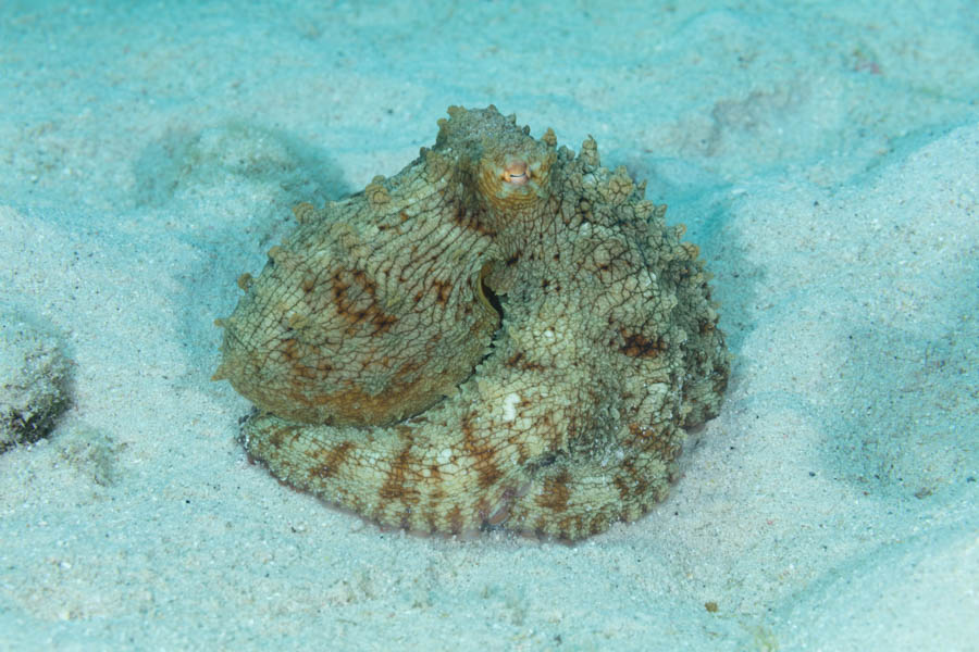 Stout Reef Octopus