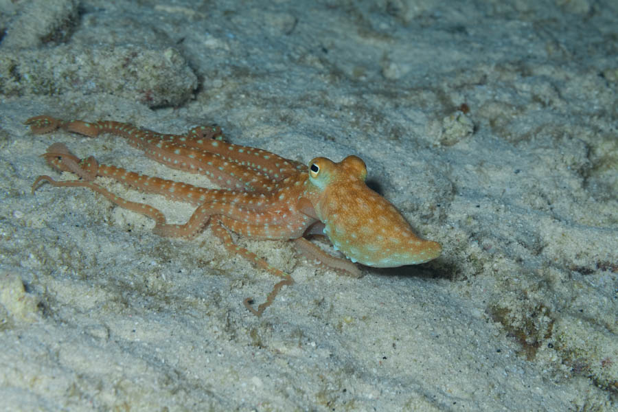 White-Spotted Octopus