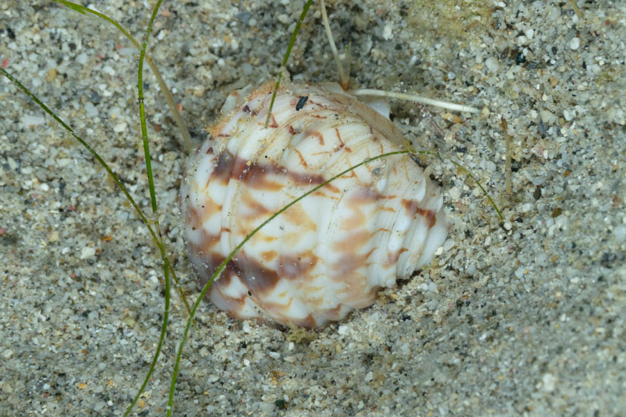 Unidentified Cockle - Unidentified