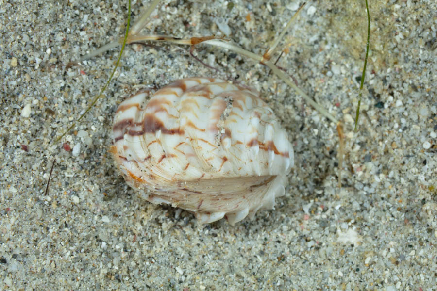 Unidentified Cockle - Unidentified