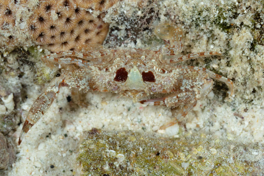 Unidentified Swimming Crab - Unidentified