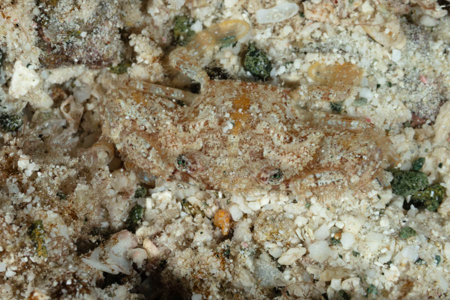 Unidentified Swimming Crab - Unidentified