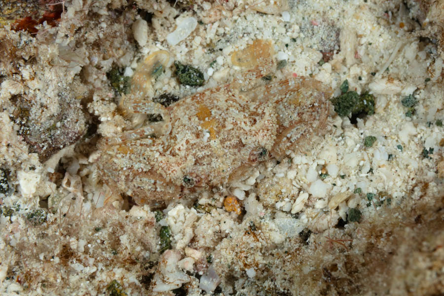 Unidentified Swimming Crab - Unidentified
