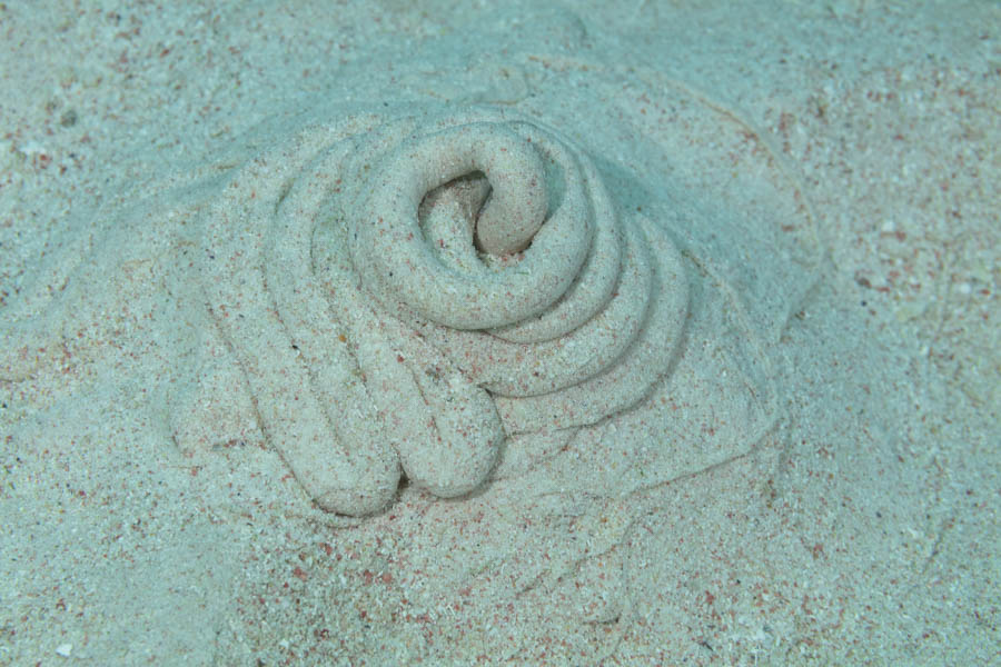 Acorn Worms, Burrowning Deposit