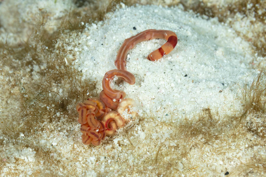 1. Bamboo Worm retreats into the sand