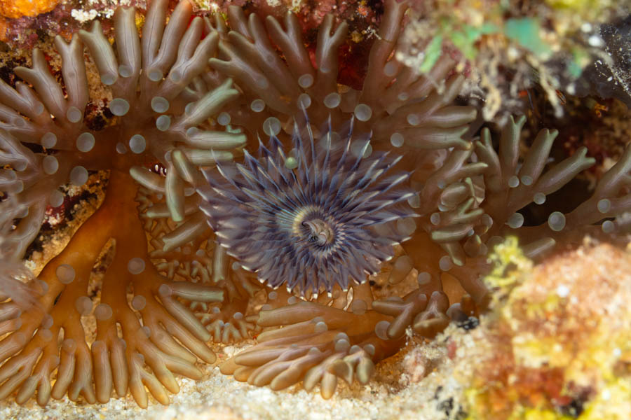 Brown Fanworm