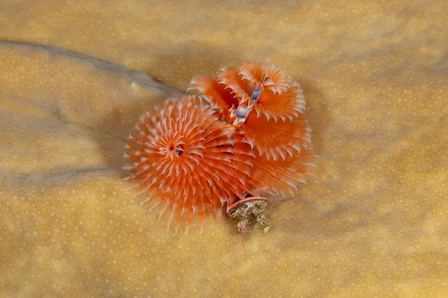 Christmas Tree Worm