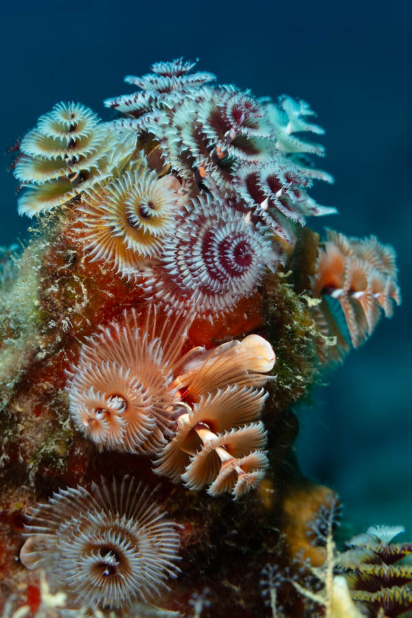 Tube Worms Identification: Christmas Tree Worms