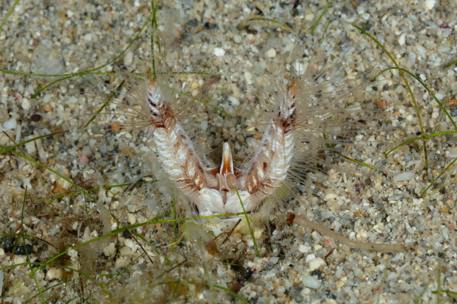 Devil Worm