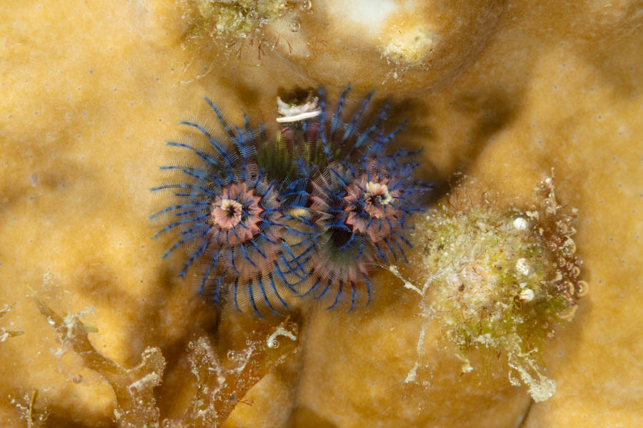 Miniature Christmas Tree Worm