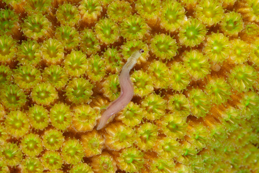 Night Dive Worm
