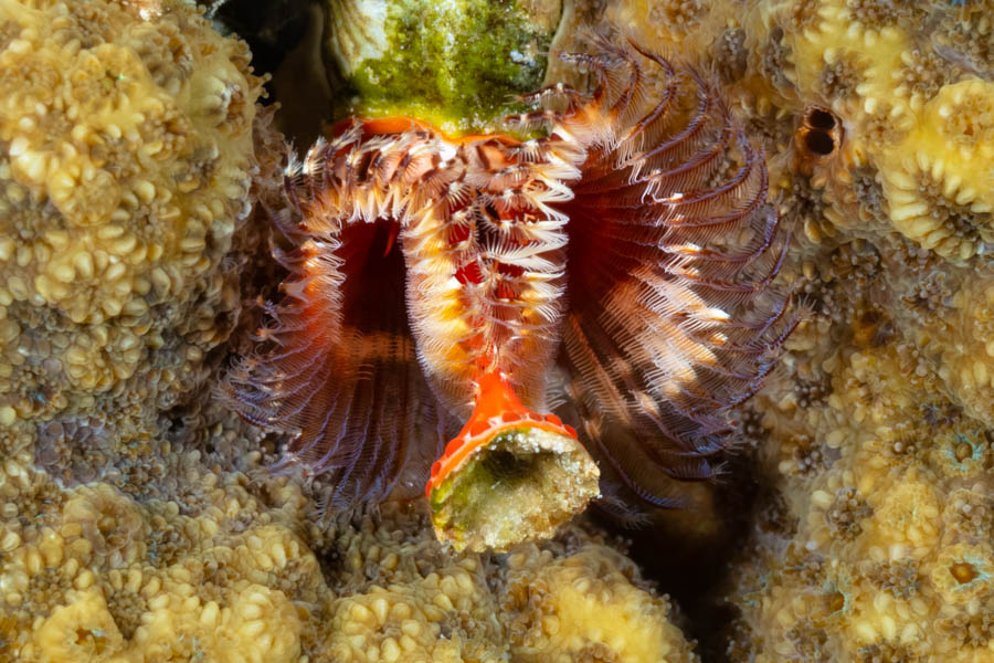 Red Fanworm