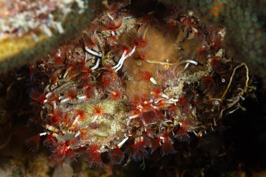 Redcollar Tube Worm