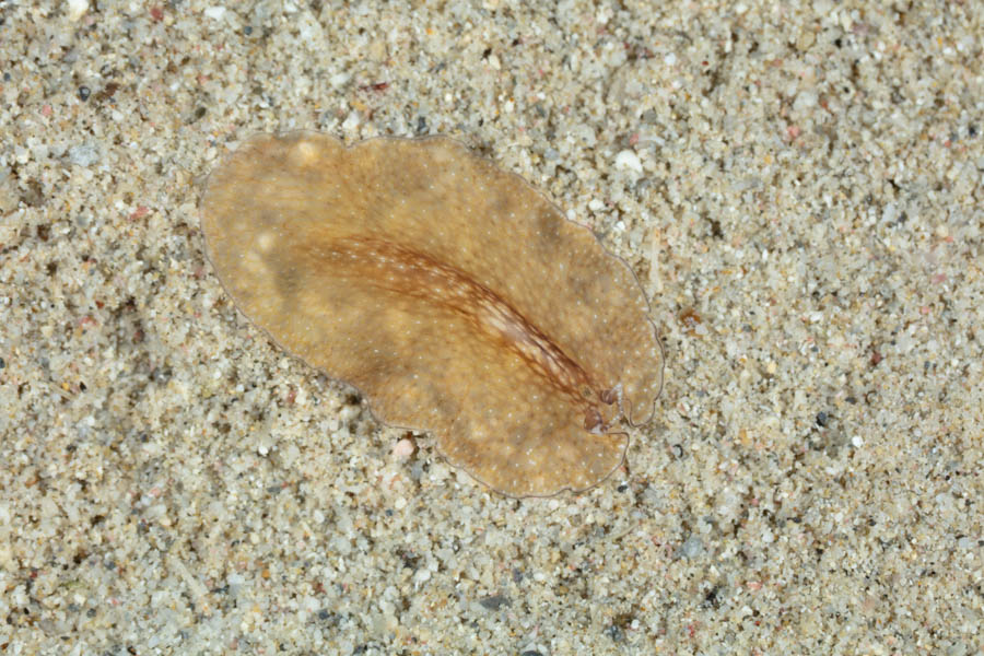 Reticulated Flatworm