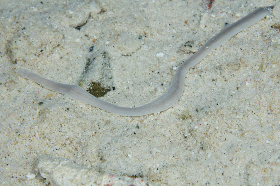 Other Worms Identification: Ribbon Worm