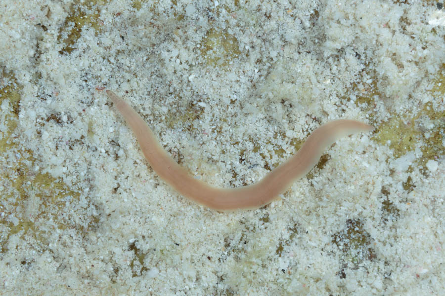 Other Worms Identification: Ribbon Worm
