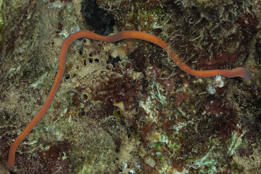 Ribbon Worm